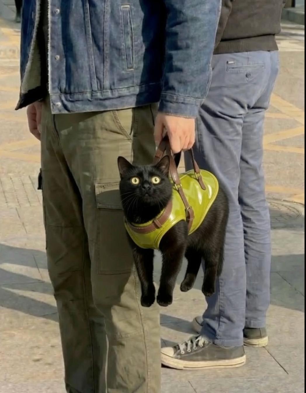 Cat in bag - Bruh My Bags